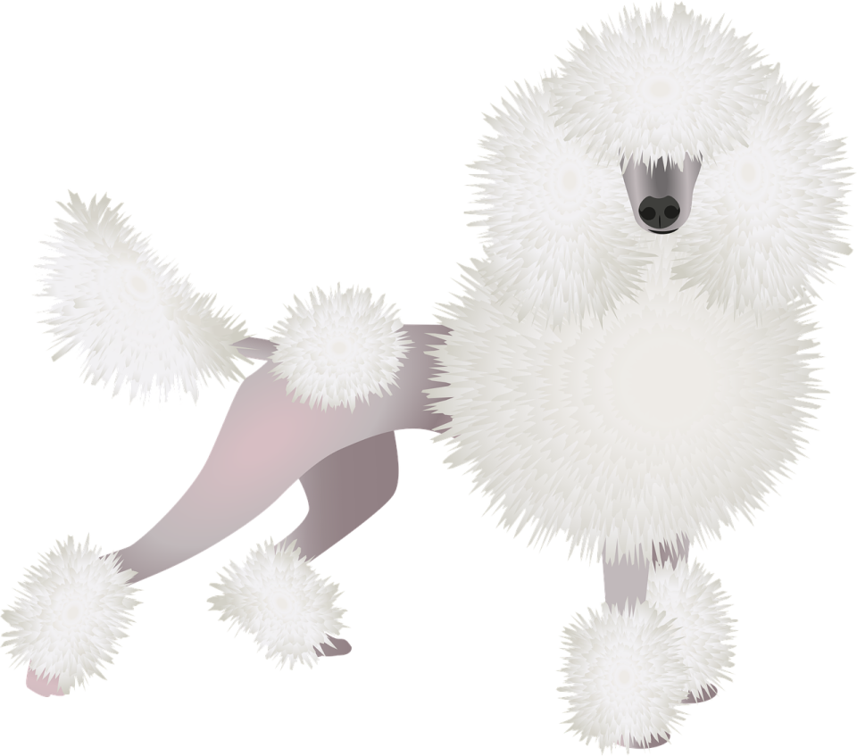 a white poodle standing on its hinds