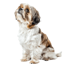 a small brown and white dog sitting down