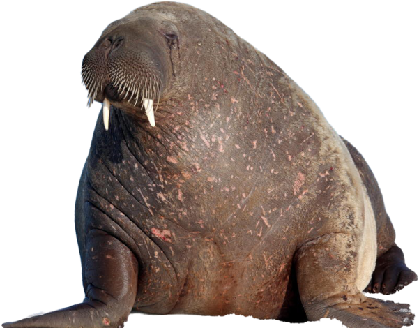 an elephant seal with its mouth open