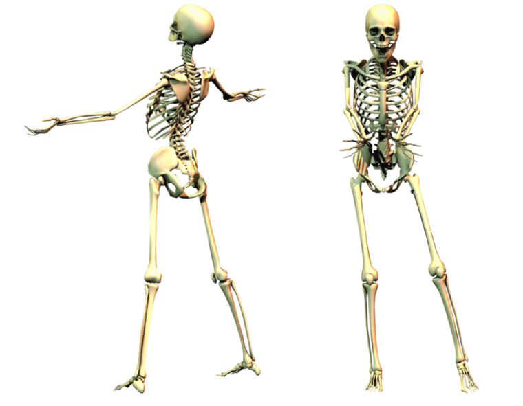 a skeleton is shown in three different positions