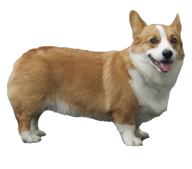 a brown and white dog standing on a white background