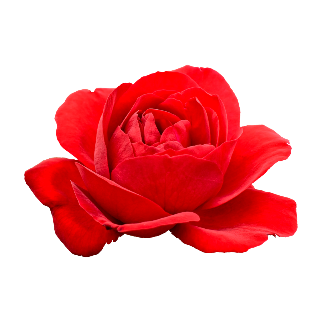 a single red rose on a white background