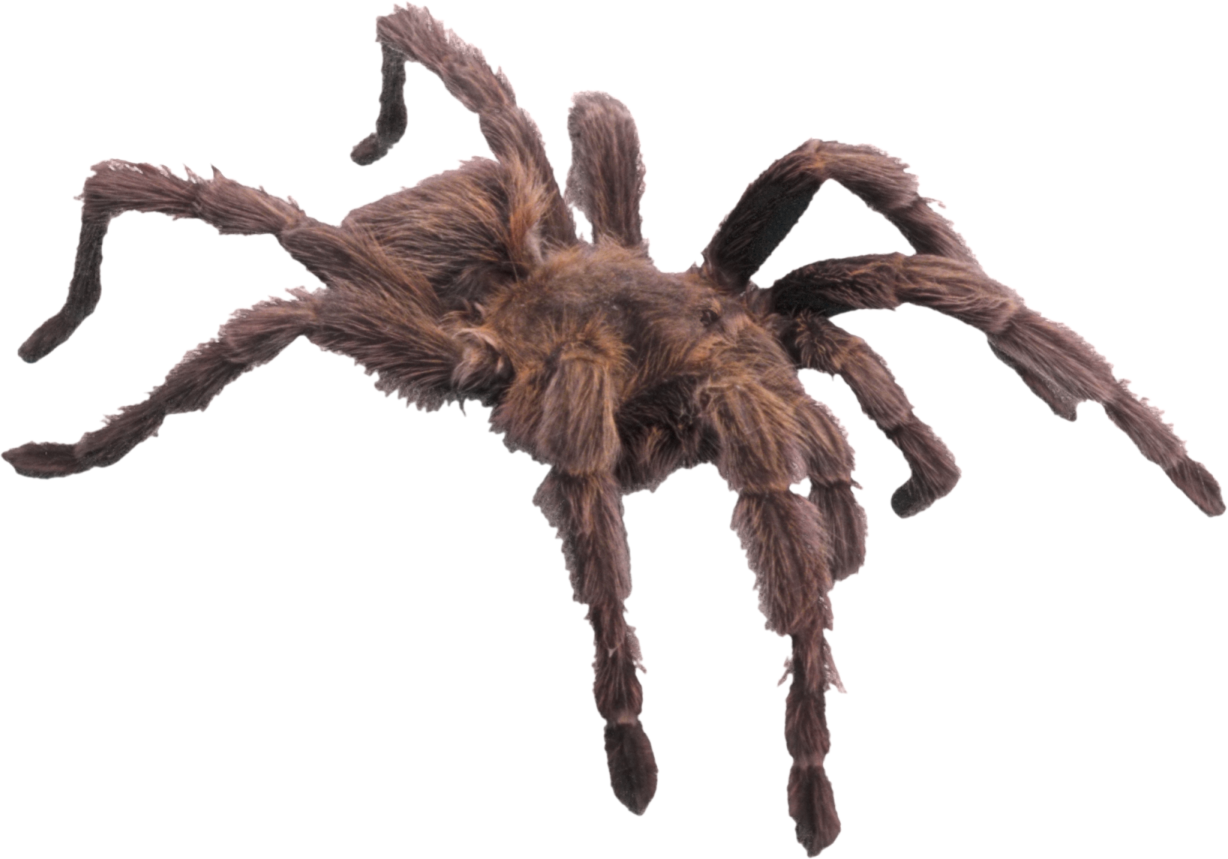 A tara spider on white background