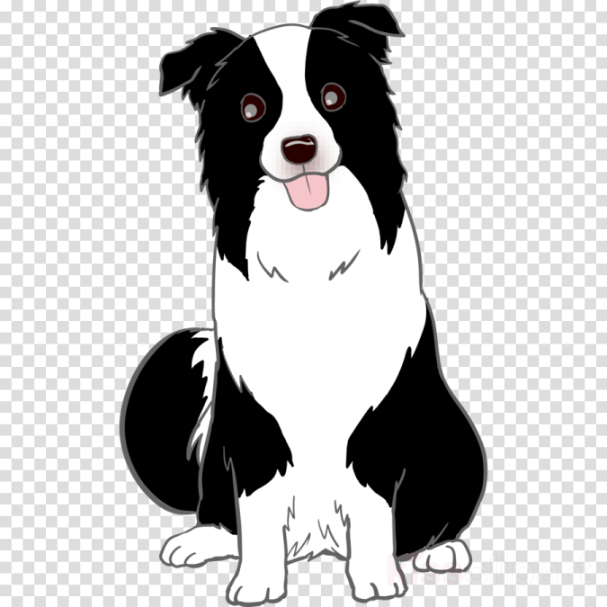 a black and white dog sitting on a transparent background