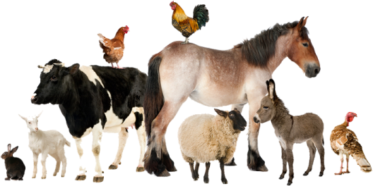 a group of animals standing around each other animals