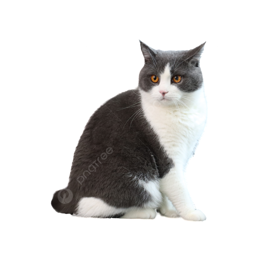 a gray and white cat sitting on the floor