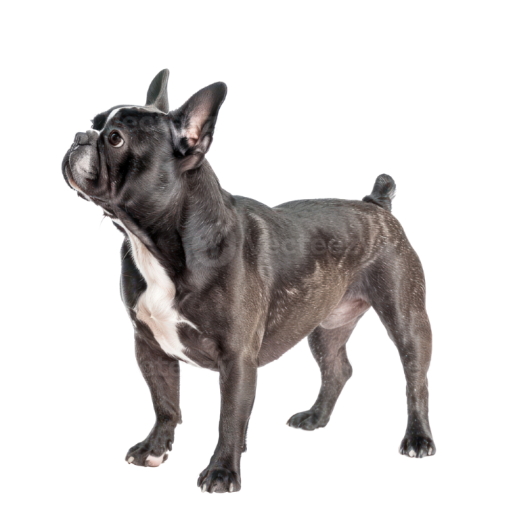 a small black and white dog standing on a white background
