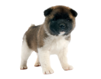 a small brown and white puppy standing on a white background