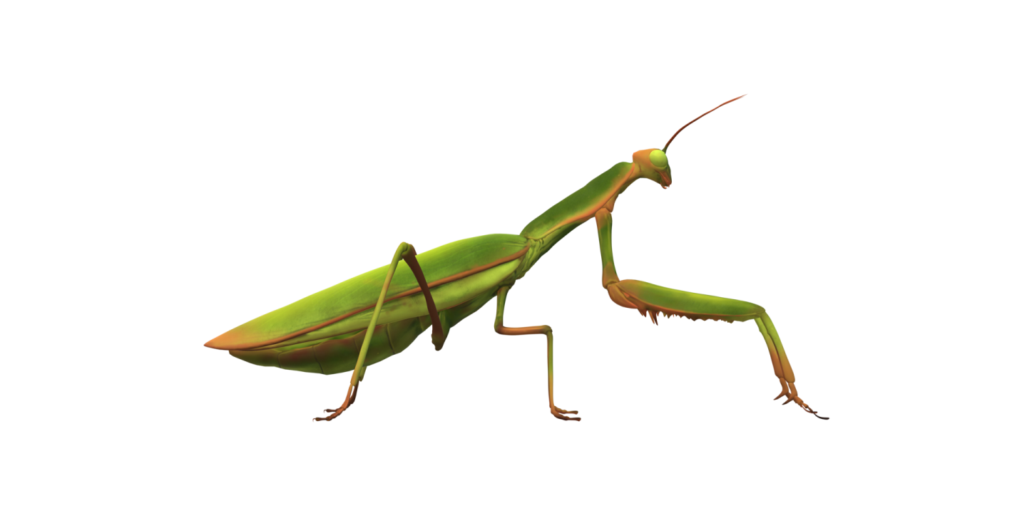 a praying mantis on a white background