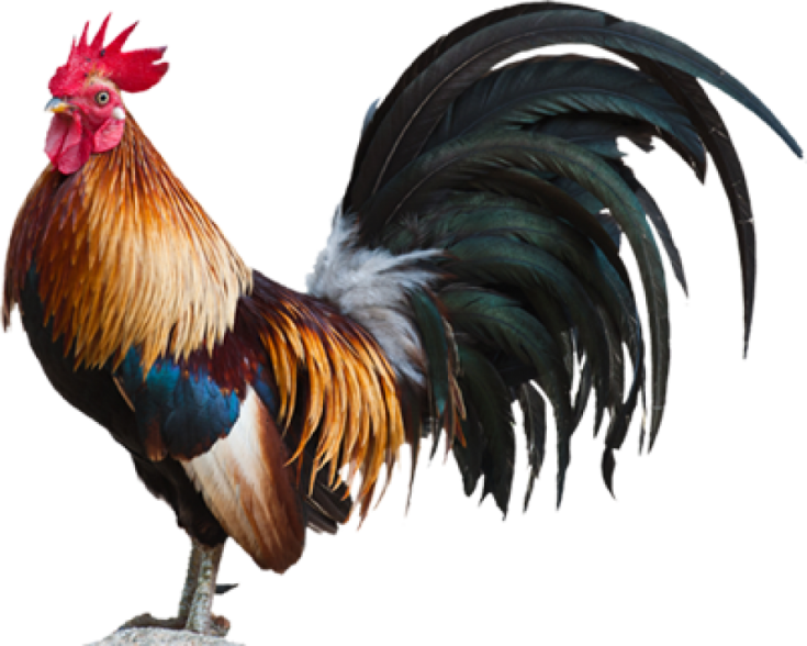 a rooster standing on top of a rock