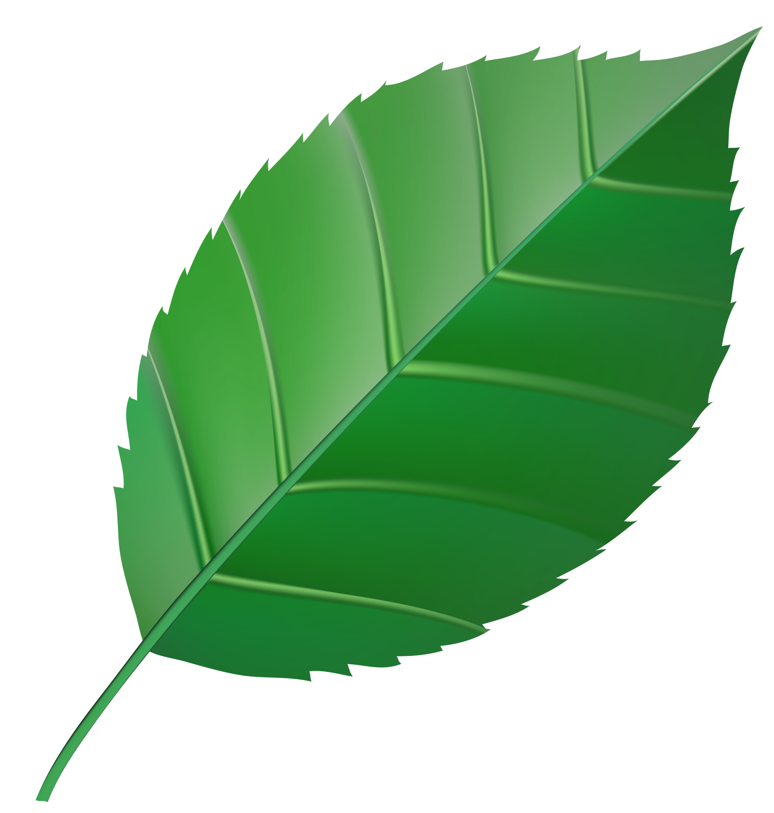 a green leaf on a white background