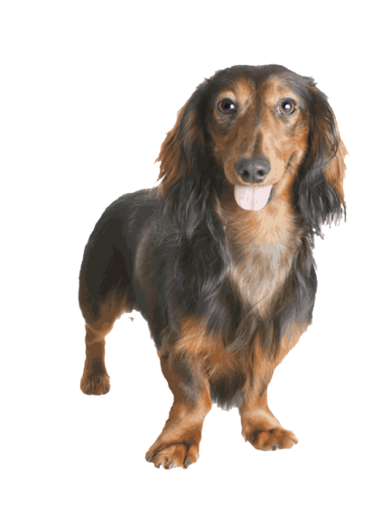a black and brown dog standing on a white background