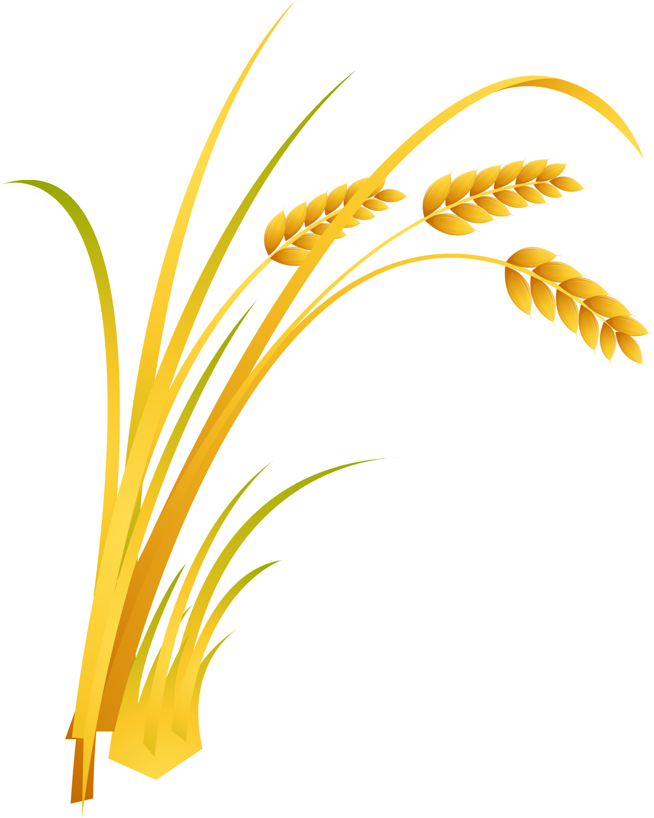 a bunch of wheat on a white background