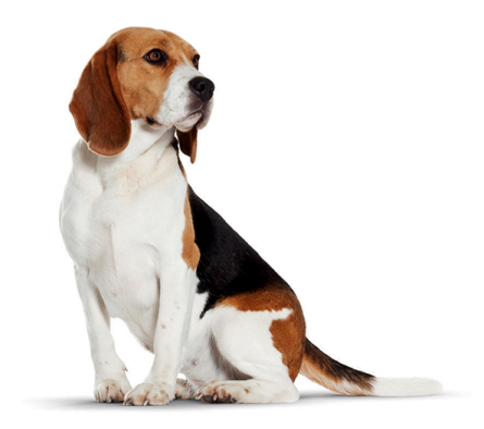 a brown and white dog sitting down