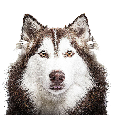 a close up of a dog's face