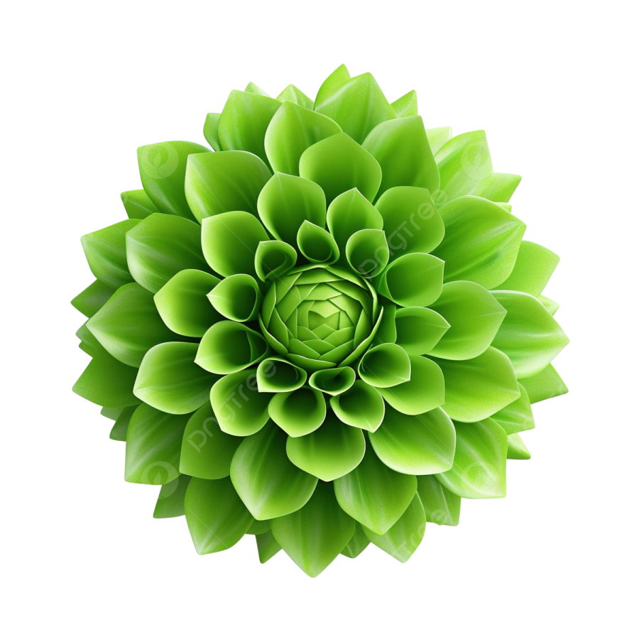 a green flower on a white background