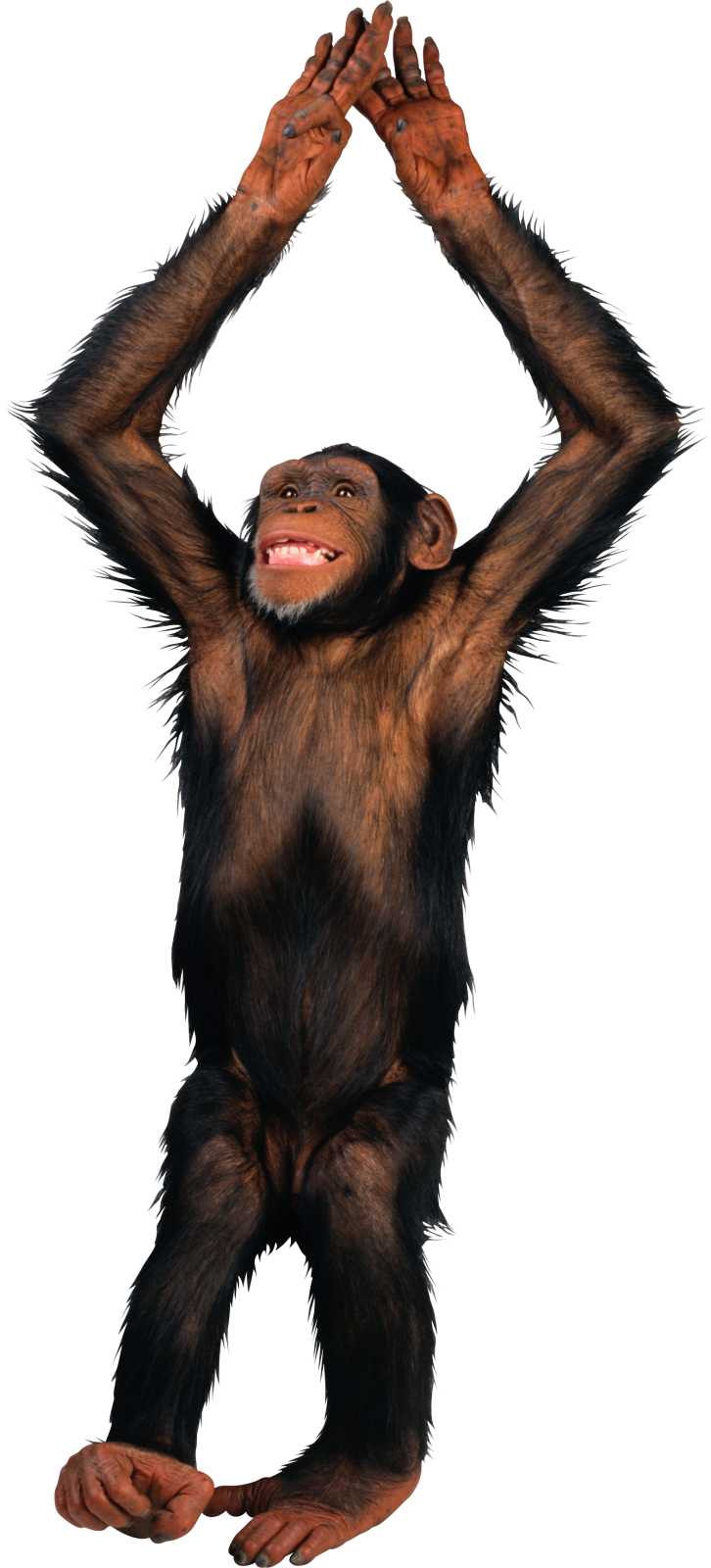 a monkey standing up with its hands in the air