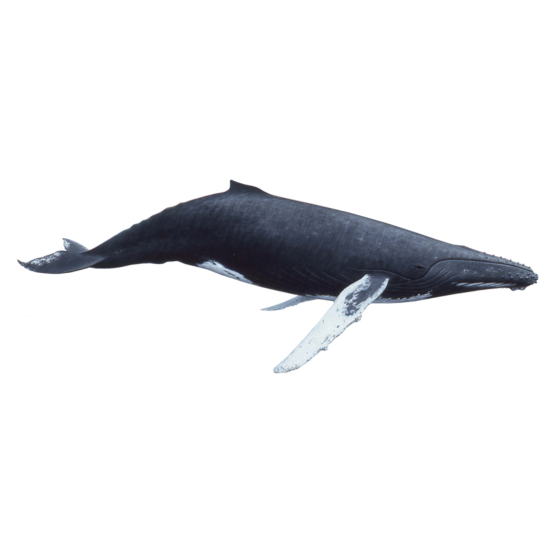 a blue whale is jumping in the air