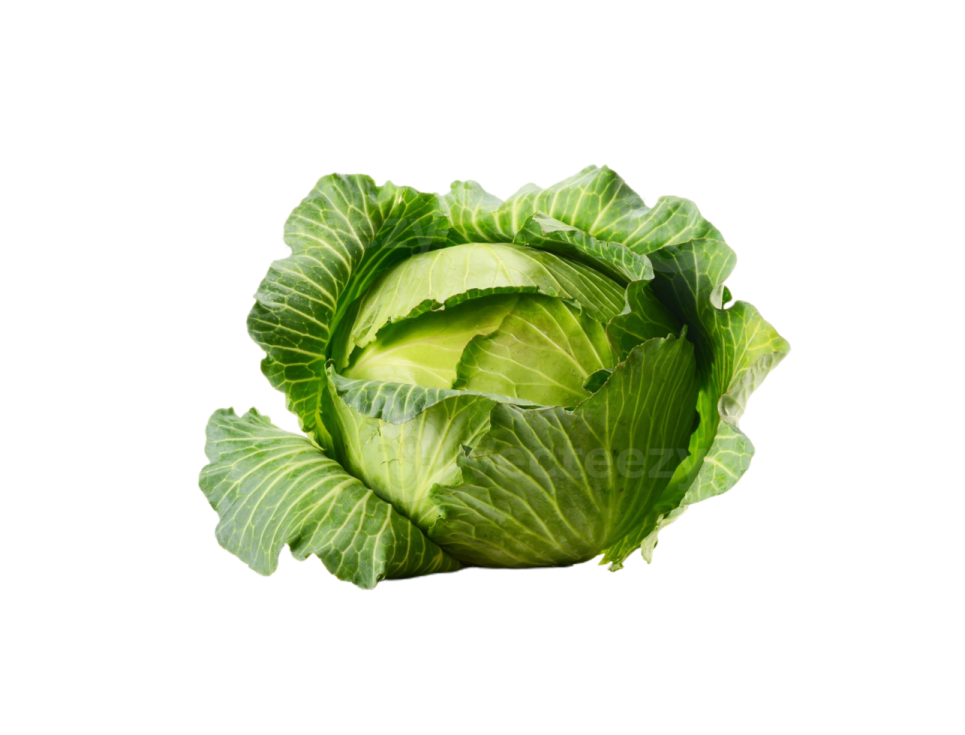 a head of cabbage on a white background