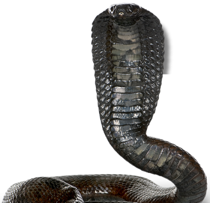 a black snake with its mouth open