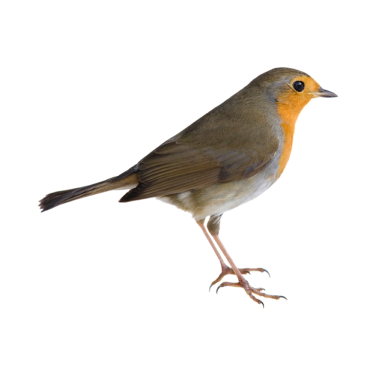 a small bird standing on a white surface