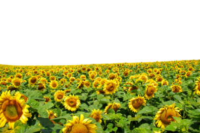 a field of sunflowers
