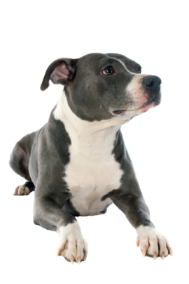 a small black and white dog laying down