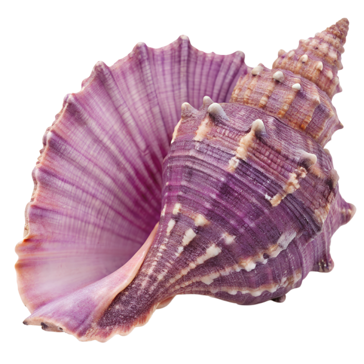 a purple sea shell on a white background