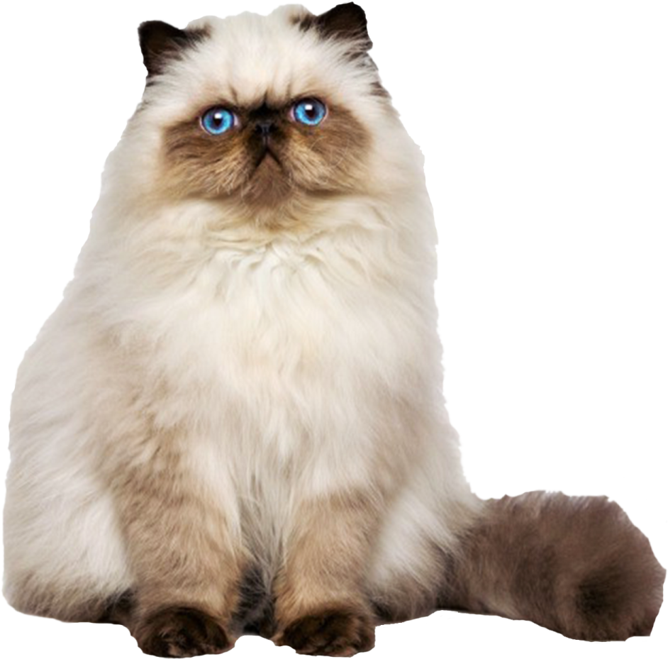 a cat with blue eyes sitting down