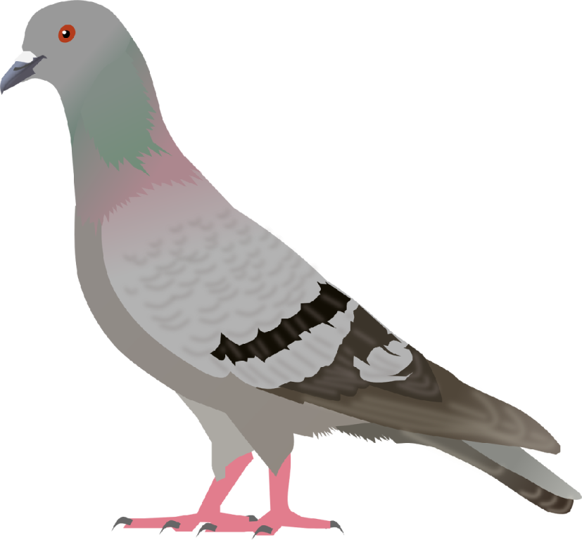 a pigeon is standing on the ground