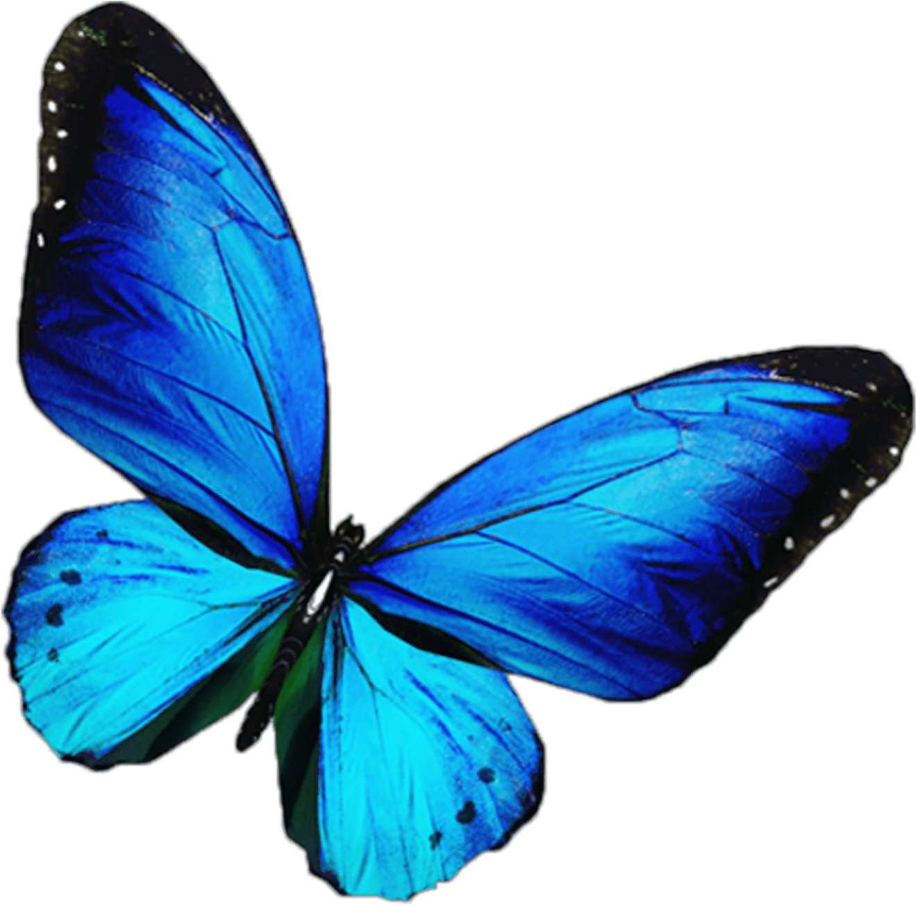 a blue butterfly on a white background