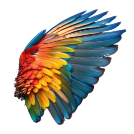 a colorful parrot's wing