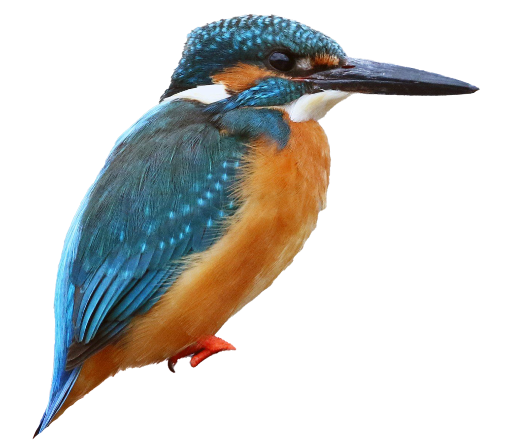 a blue and orange bird sitting on top of a branch