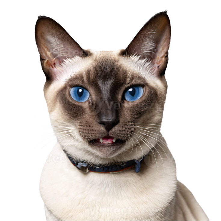 a siam cat with blue eyes