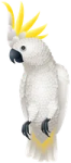 a white parrot with yellow feathers on its head
