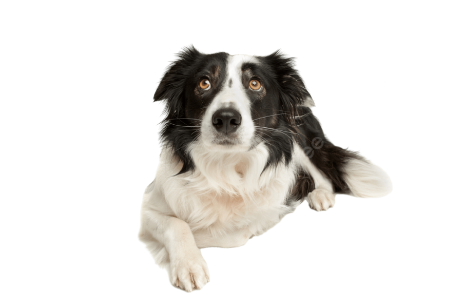 a black and white dog is laying down