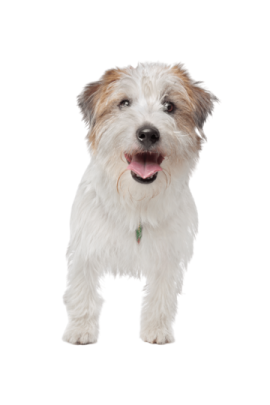 a small white and brown dog standing on a white background