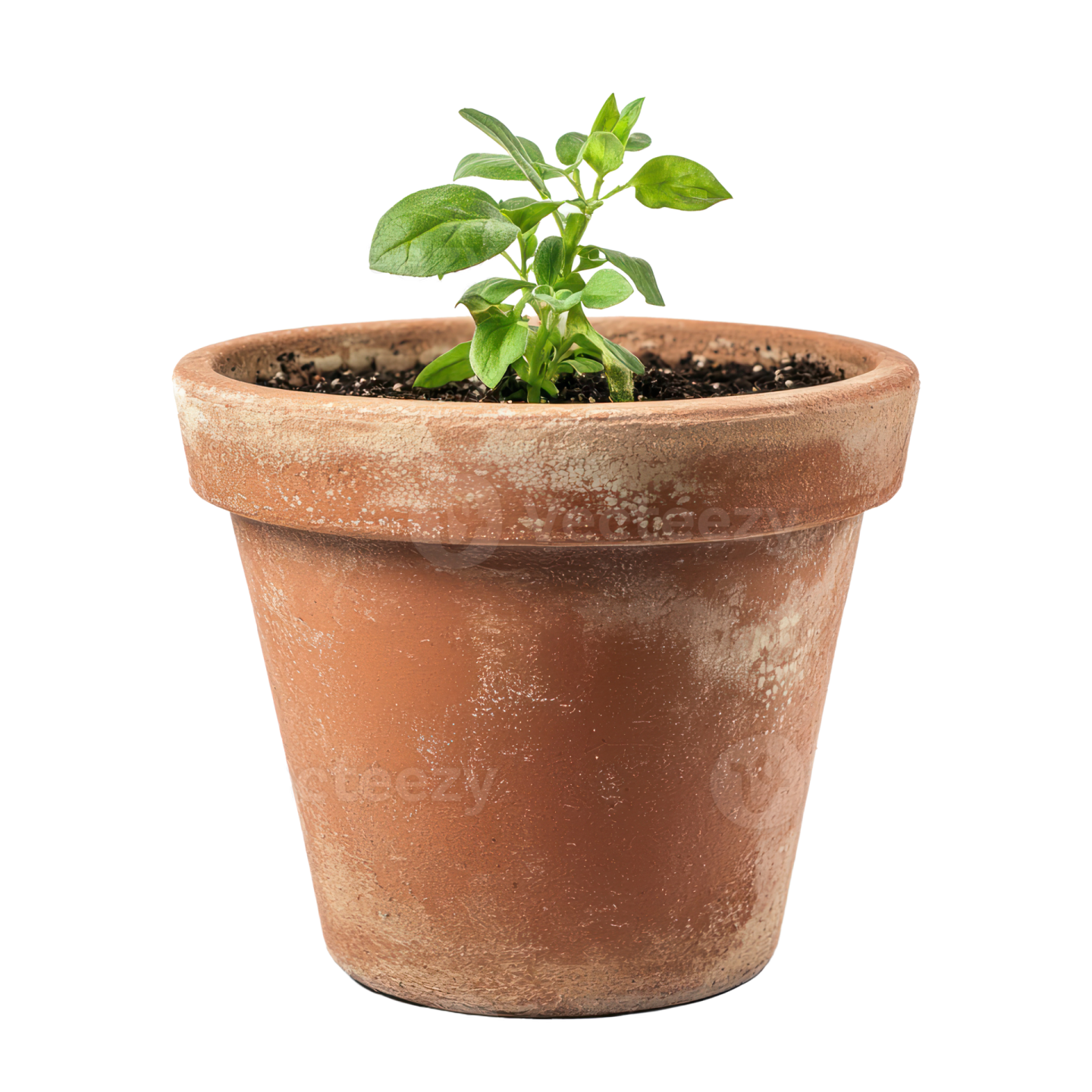 a small plant in a clay pot