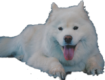a white dog laying down with its tongue out