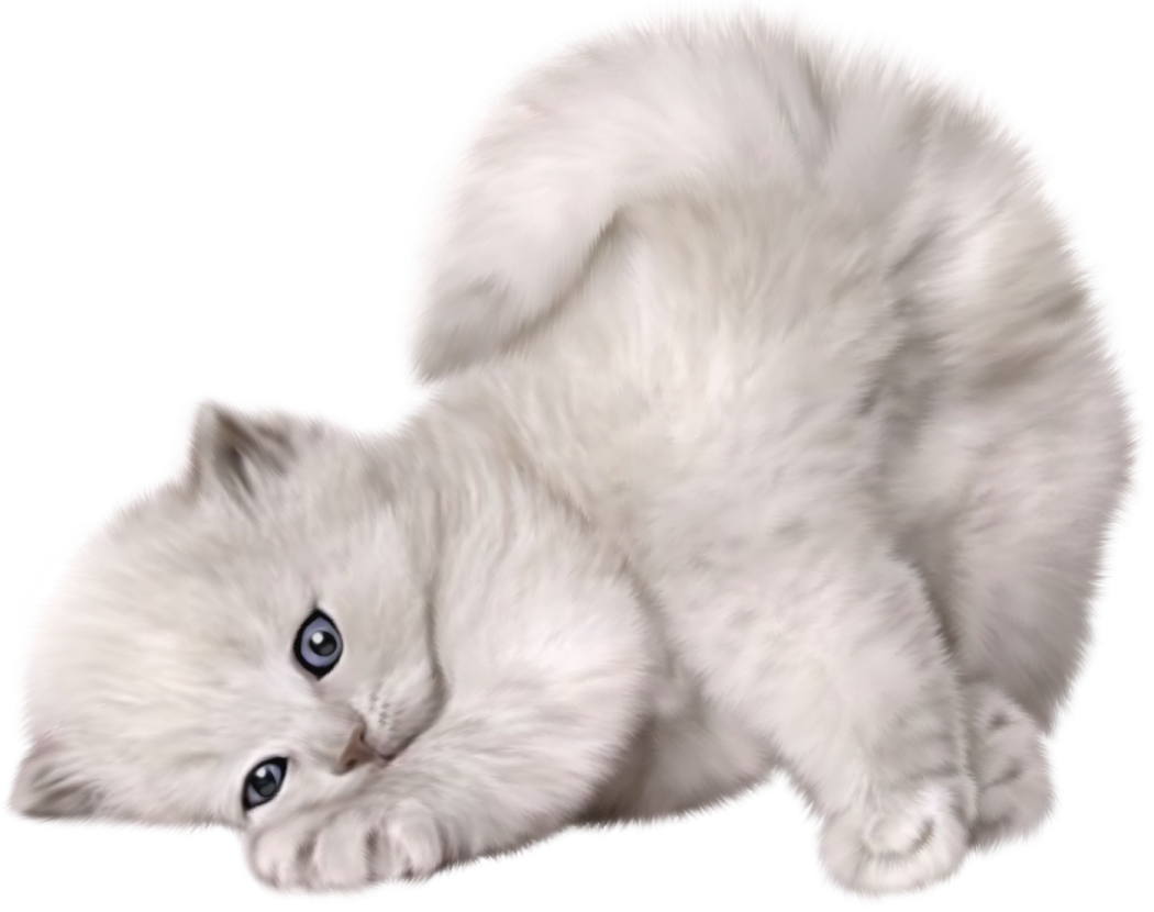 a white cat with blue eyes laying down