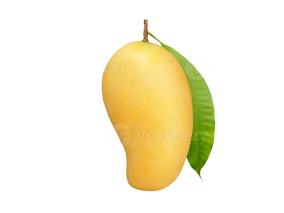 a mango on a white background
