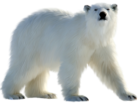 a polar bear walking across a white surface