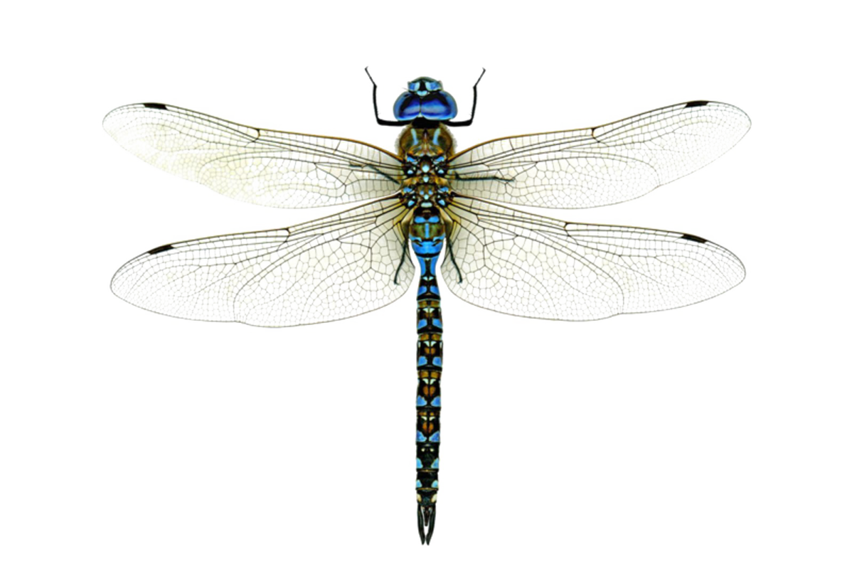 a blue dragonfly on a white background