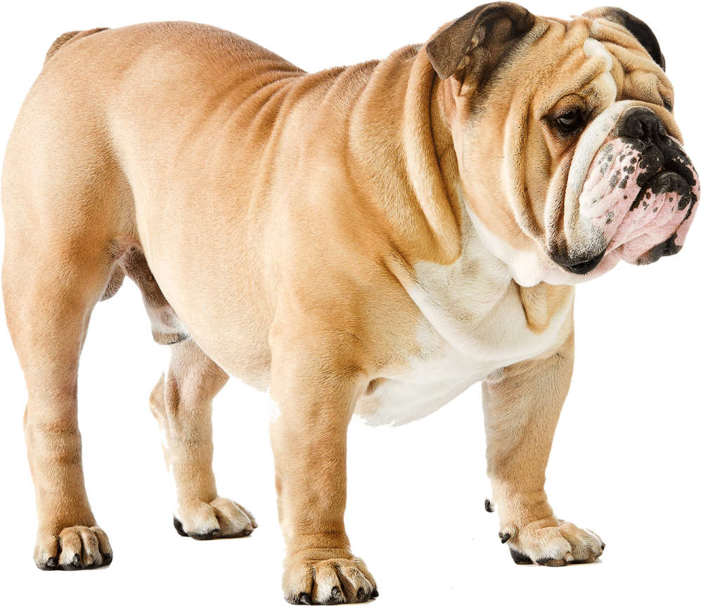 a dog standing in front of a white background