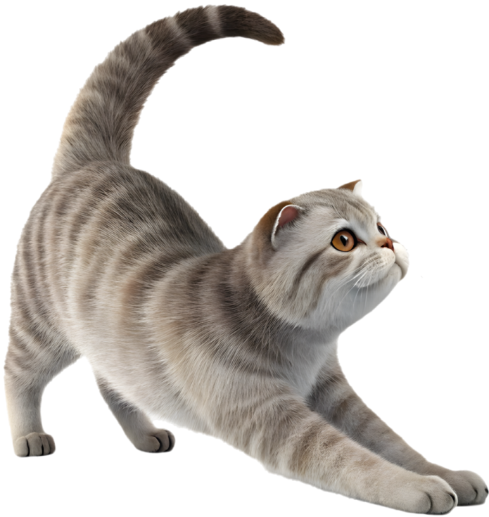 a gray and white cat standing on its hind