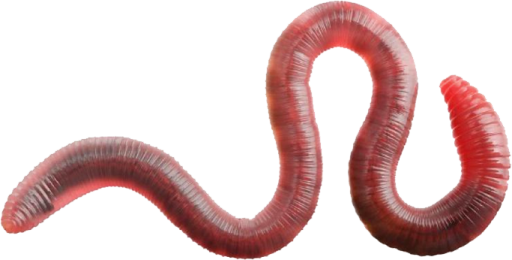 a worm is shown in this image