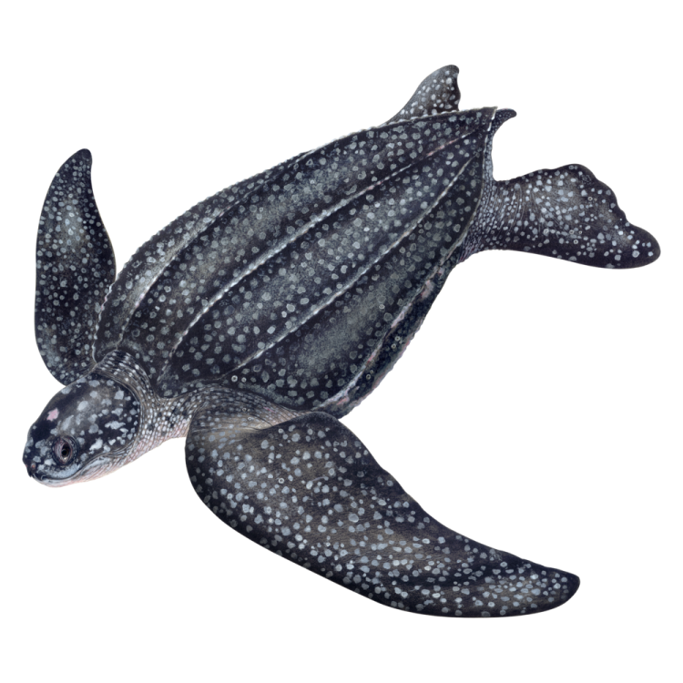 a drawing of a green sea turtle