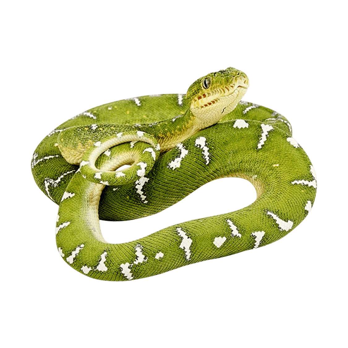 a green snake on a white background