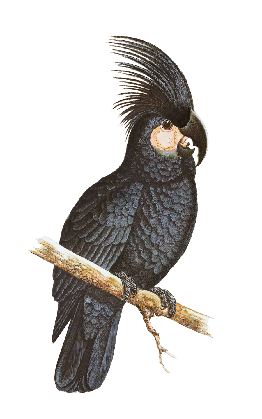 an illustration of a black parrot perched on a branch
