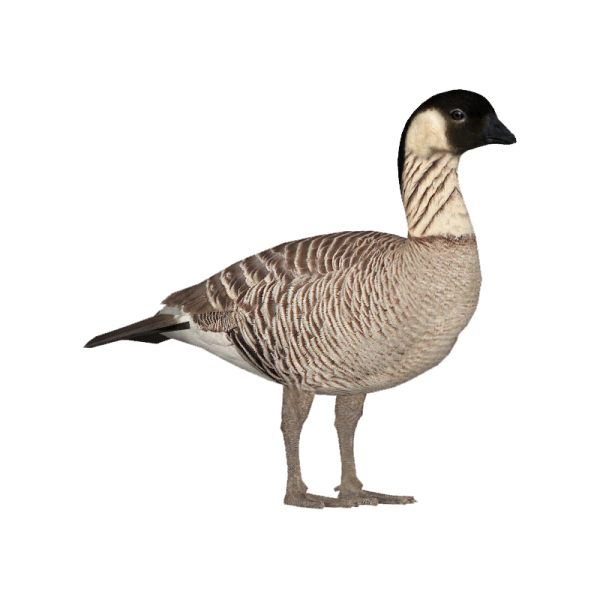 a goose standing on a white surface
